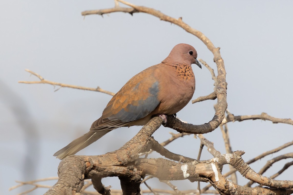Laughing Dove - ML620976601