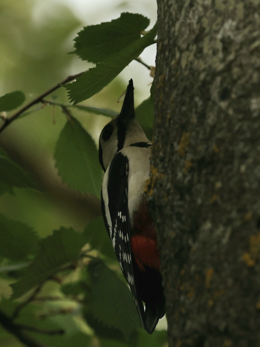 Great Spotted Woodpecker - ML620976614