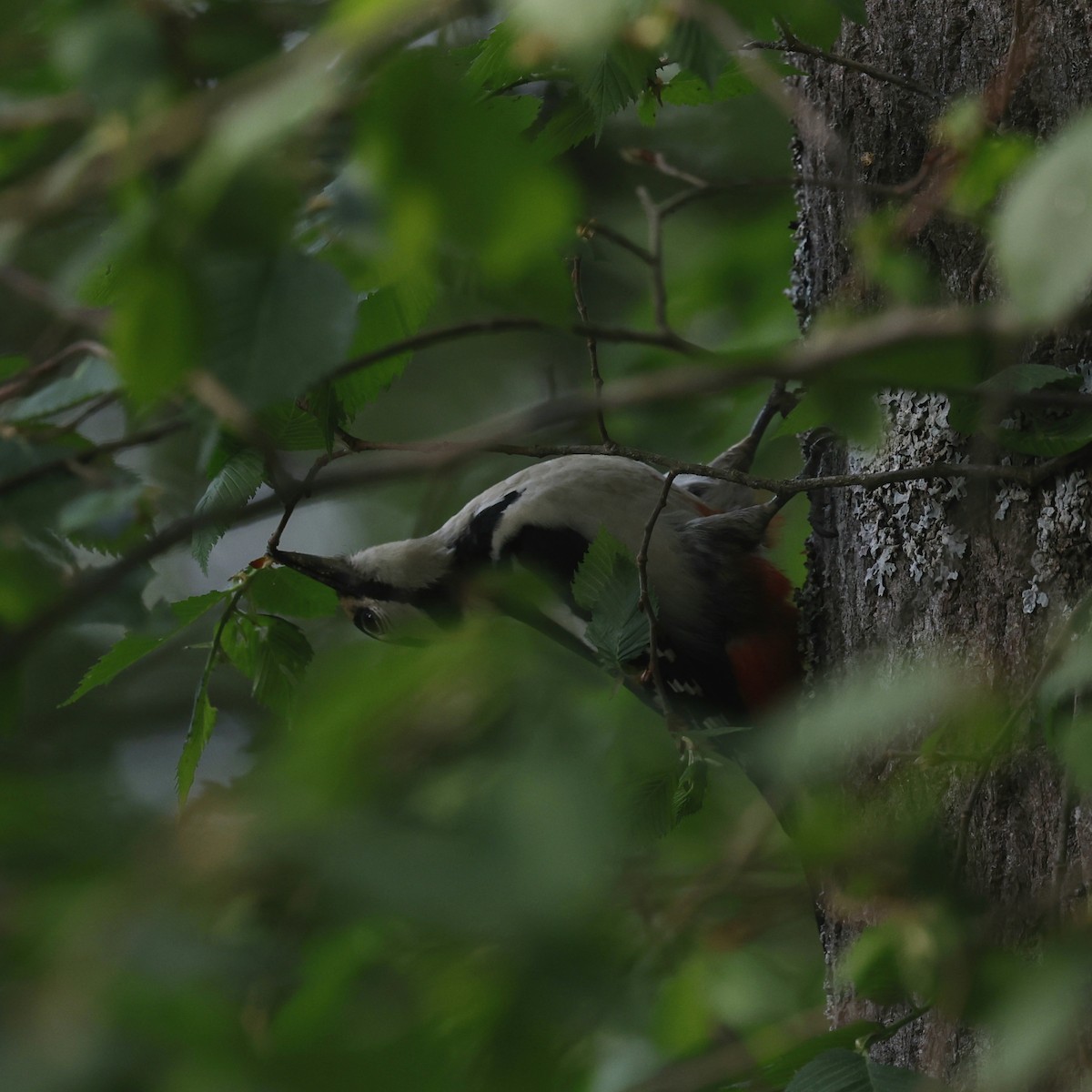 Great Spotted Woodpecker - ML620976615