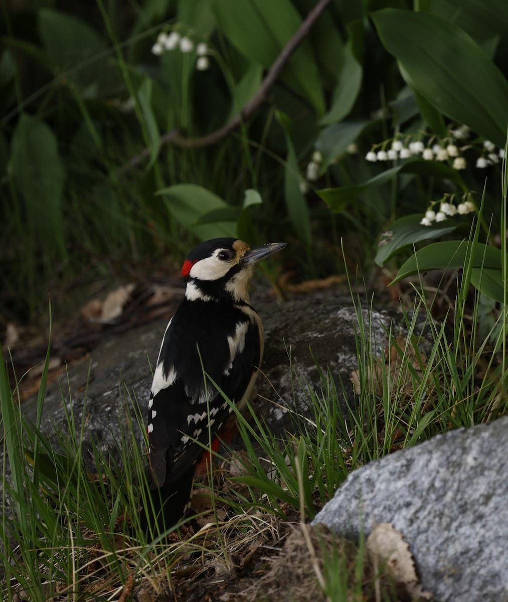 Great Spotted Woodpecker - ML620976616