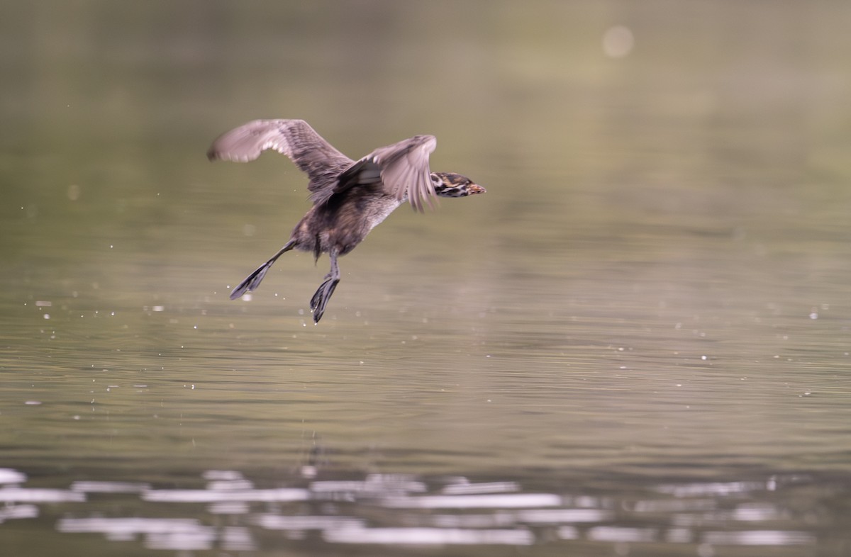 Pied-billed Grebe - ML620976619