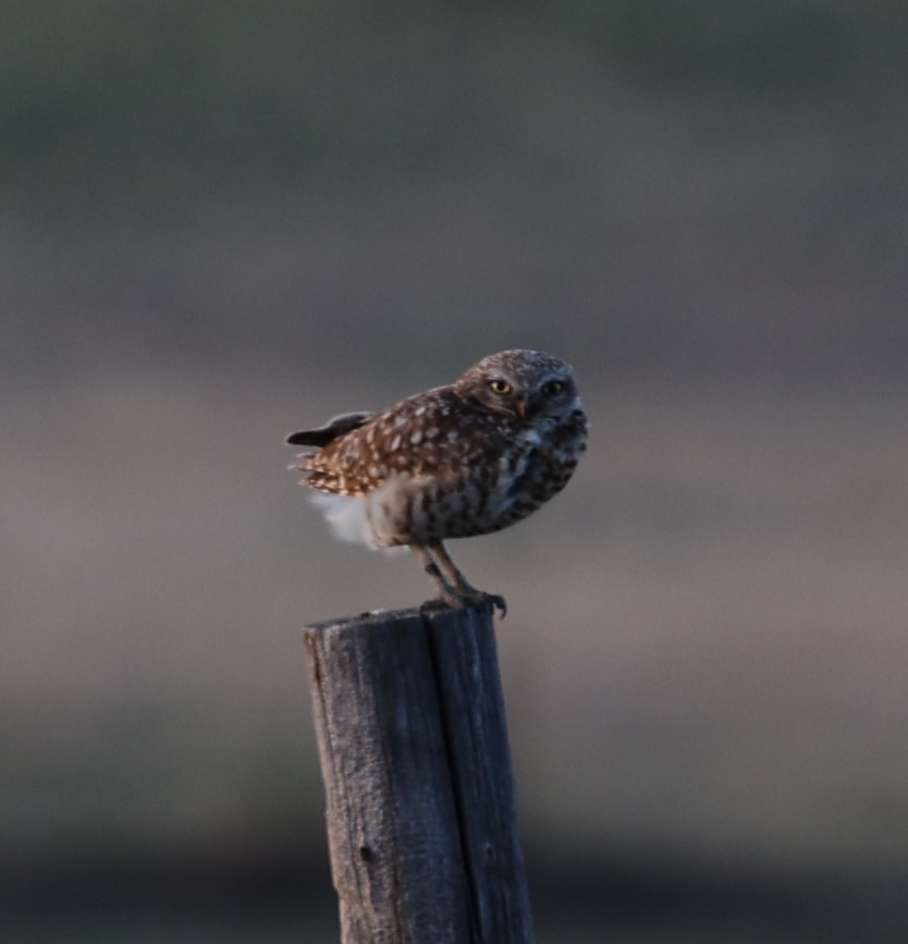 Burrowing Owl (Western) - ML620976639