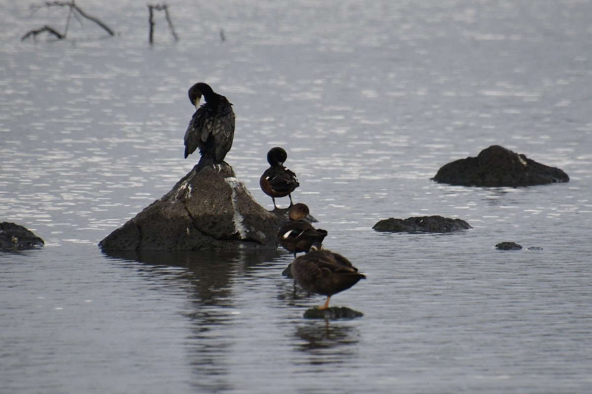 Little Black Cormorant - ML620976641