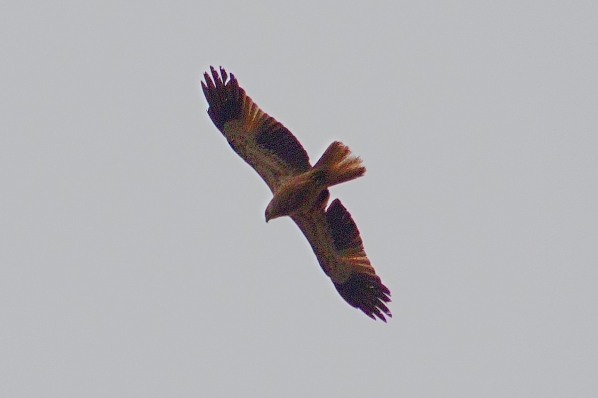 Whistling Kite - ML620976652