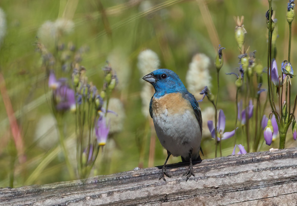 Lazuli Bunting - ML620976681