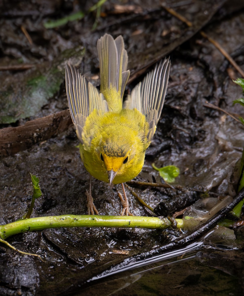 Wilson's Warbler - francesca pastine