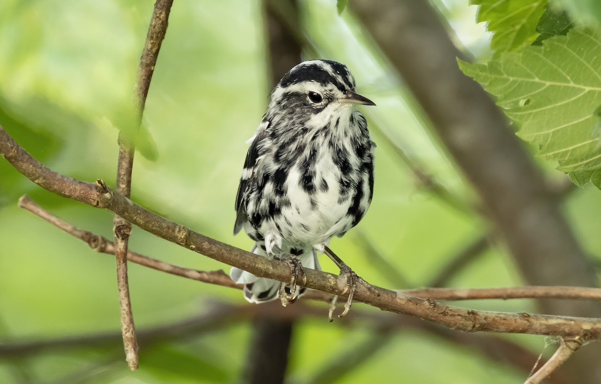Black-and-white Warbler - ML620976693