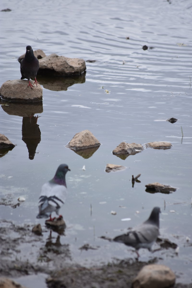 Rock Pigeon (Feral Pigeon) - ML620976697