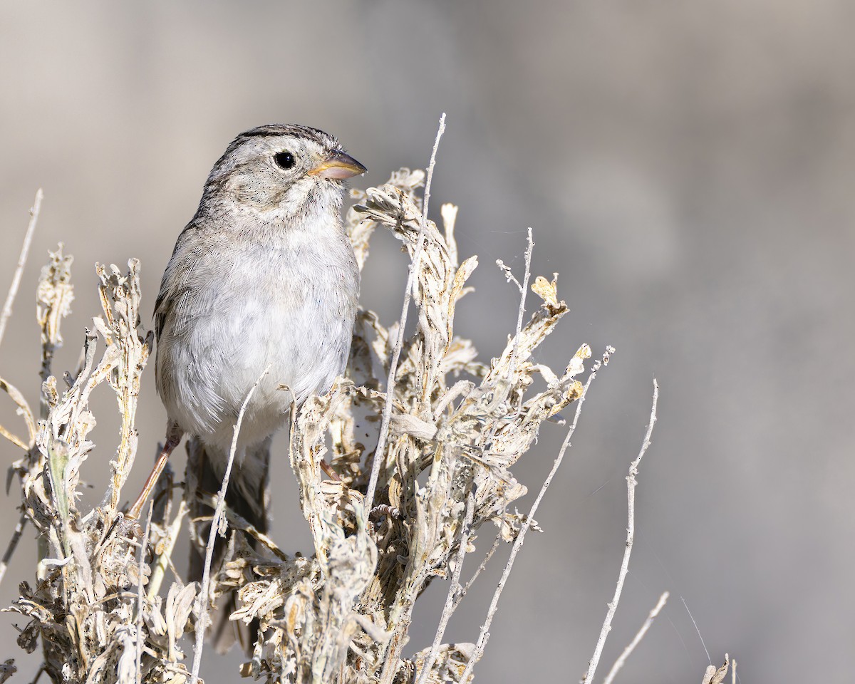 Brewer's Sparrow - ML620976702