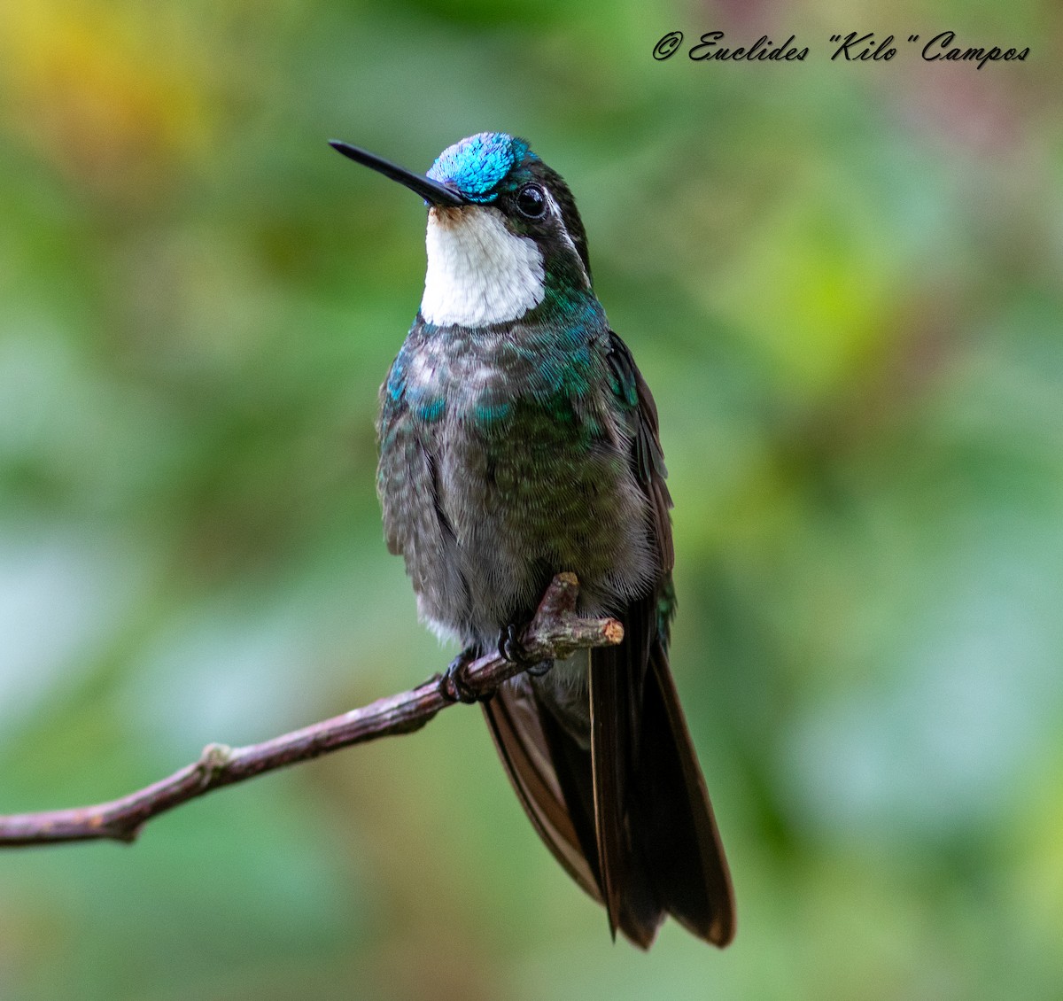 White-throated Mountain-gem - ML620976703