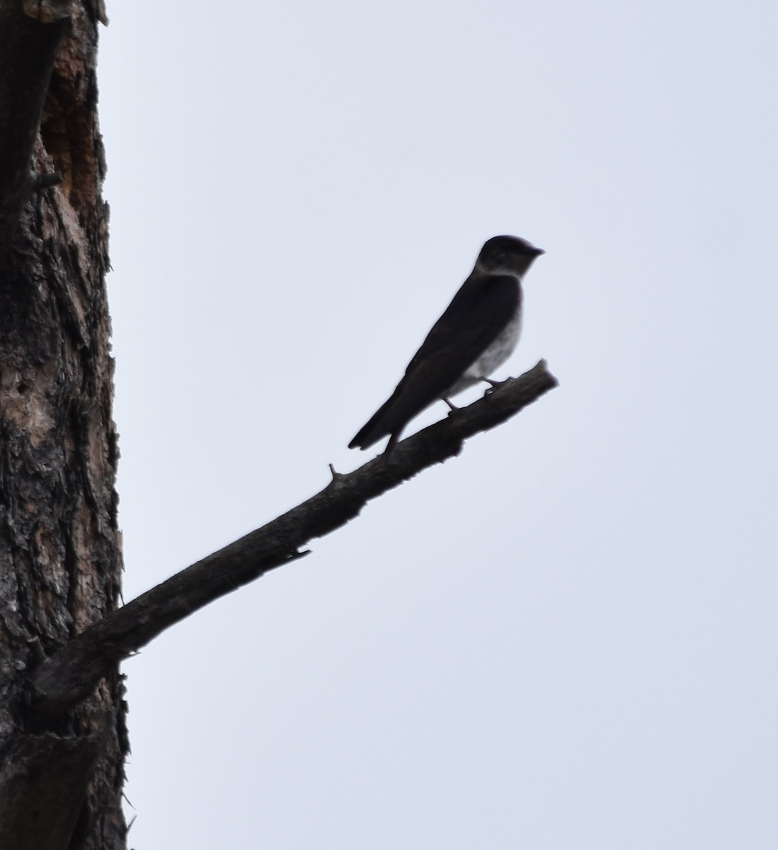 Golondrina Purpúrea (subis/arboricola) - ML620976709