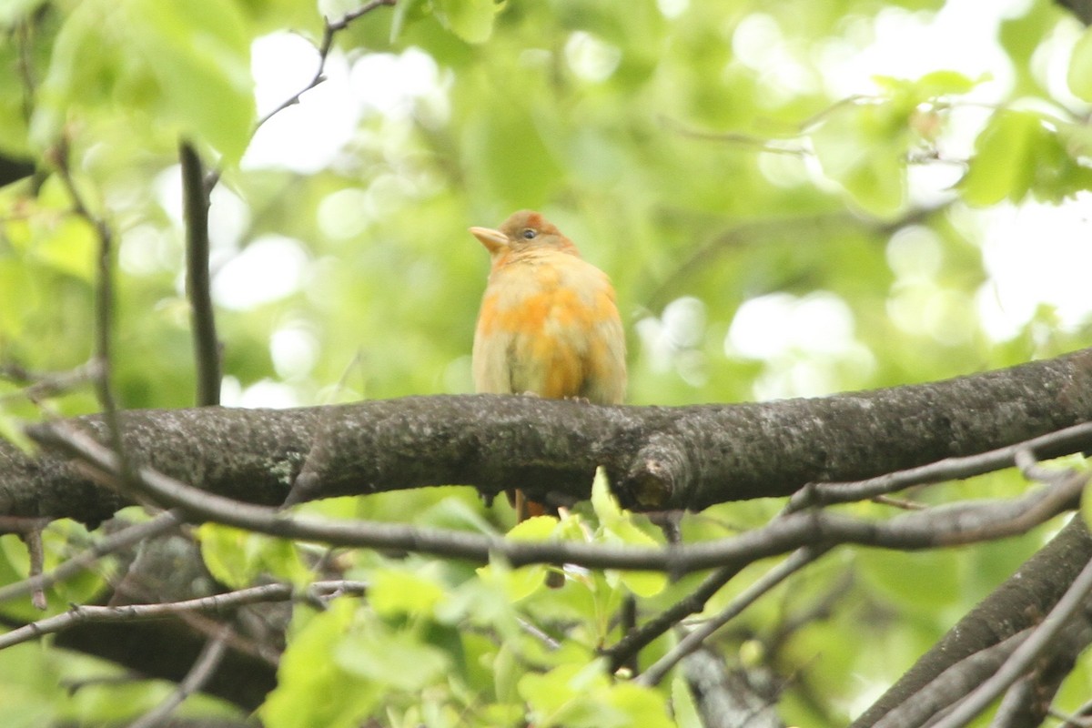 Summer Tanager - ML62097671