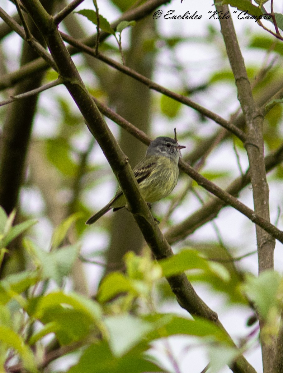 White-fronted Tyrannulet - ML620976716