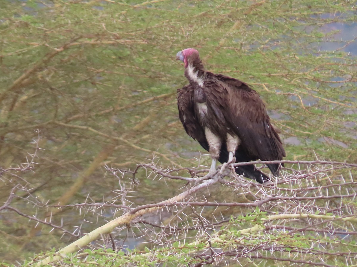 Lappet-faced Vulture - ML620976724