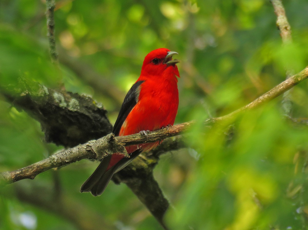 Scarlet Tanager - ML620976742