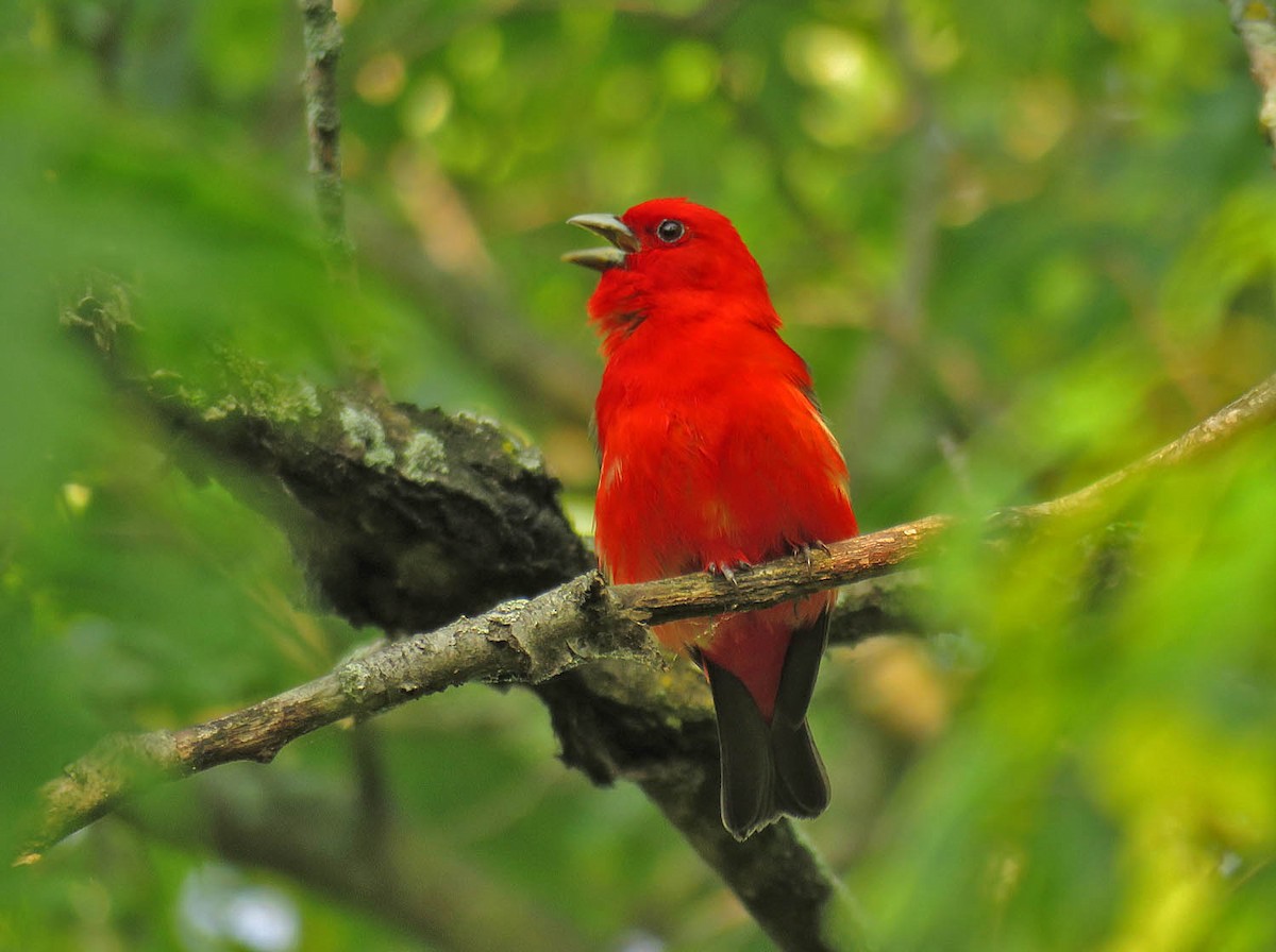Scarlet Tanager - ML620976743