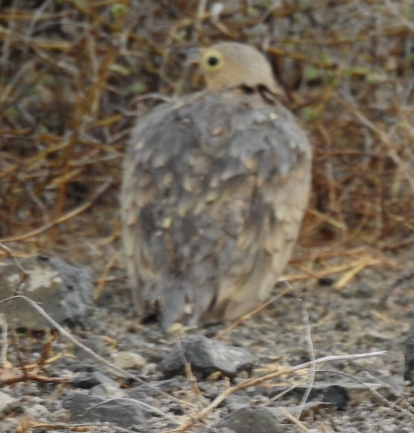 Chestnut-bellied Sandgrouse - ML620976752