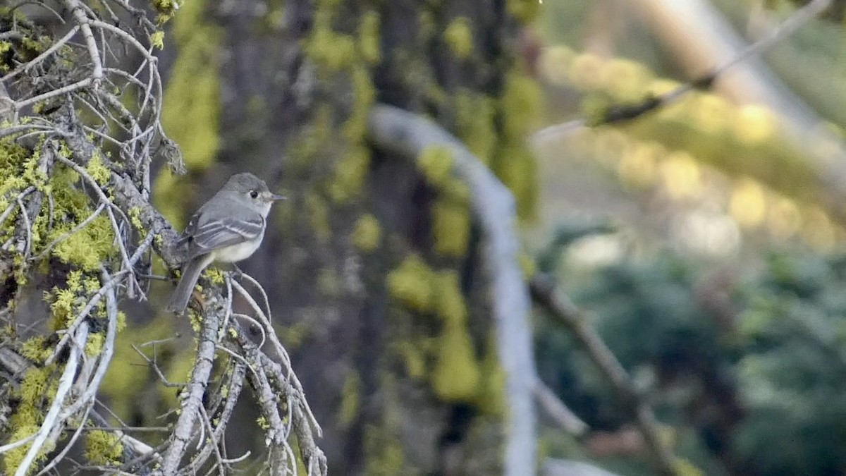 Dusky Flycatcher - ML620976756