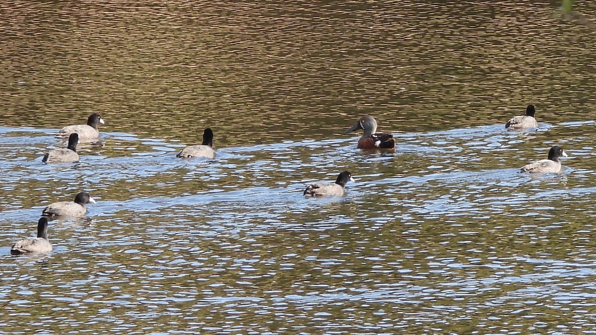 Australasian Shoveler - ML620976773