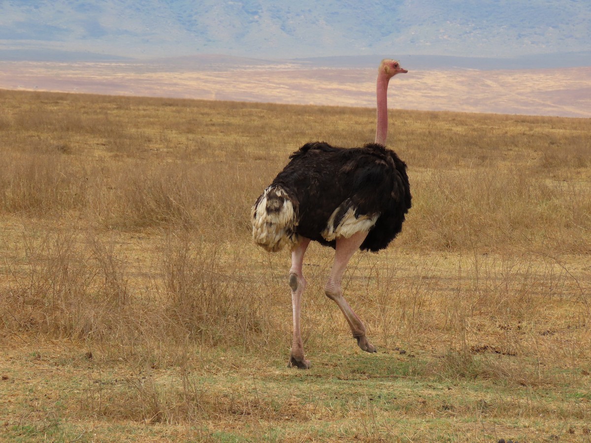 Common Ostrich - Greg Wark