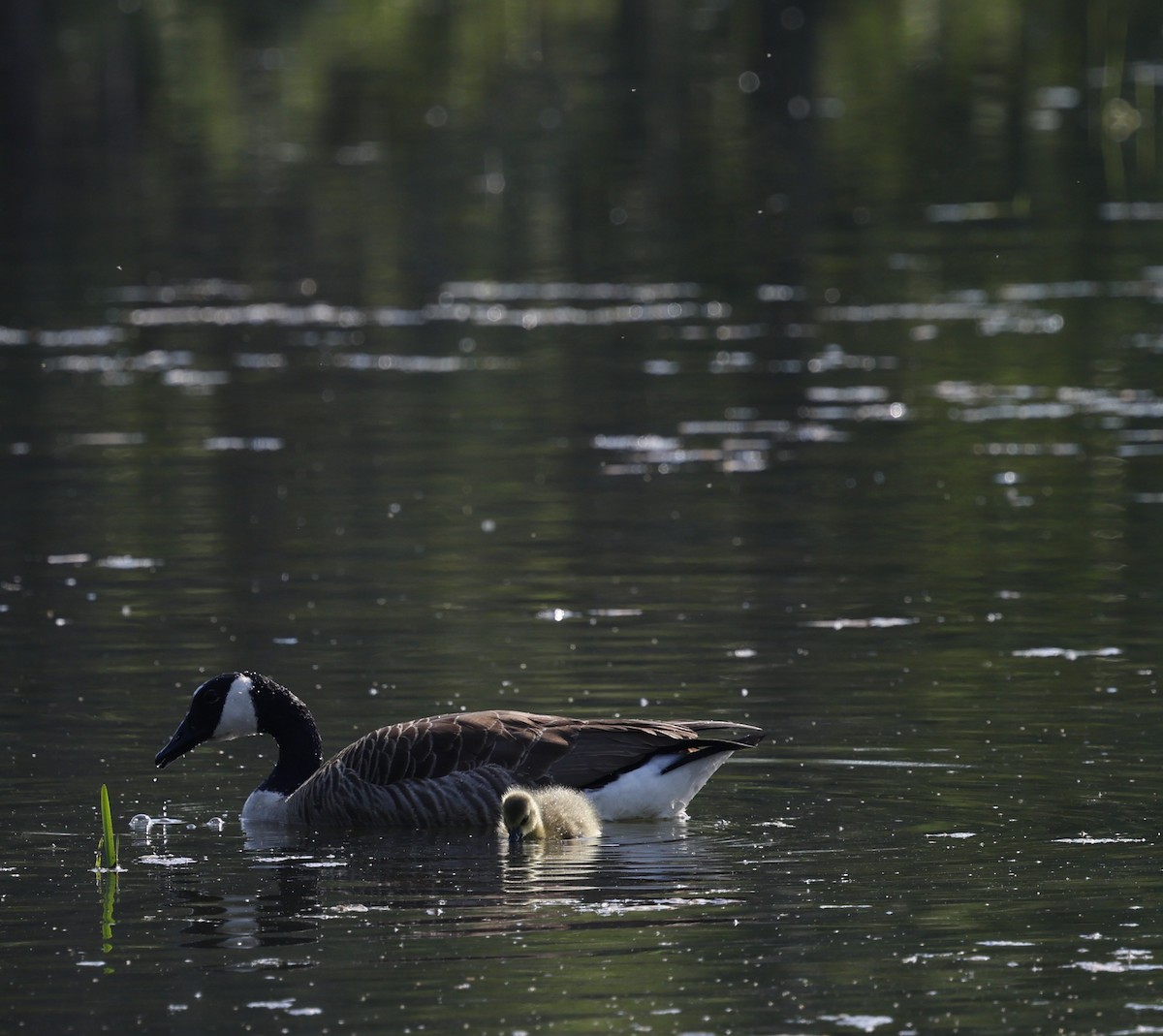 Canada Goose - Kevin McLeod