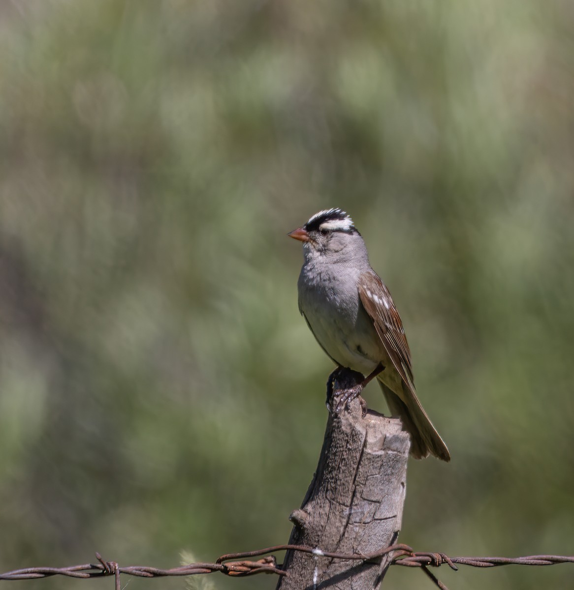 White-crowned Sparrow (oriantha) - ML620976798