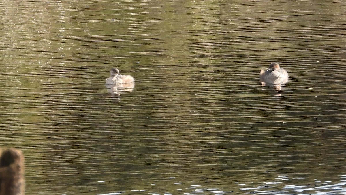 Australasian Grebe - ML620976800