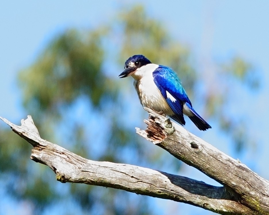 Forest Kingfisher - ML620976801