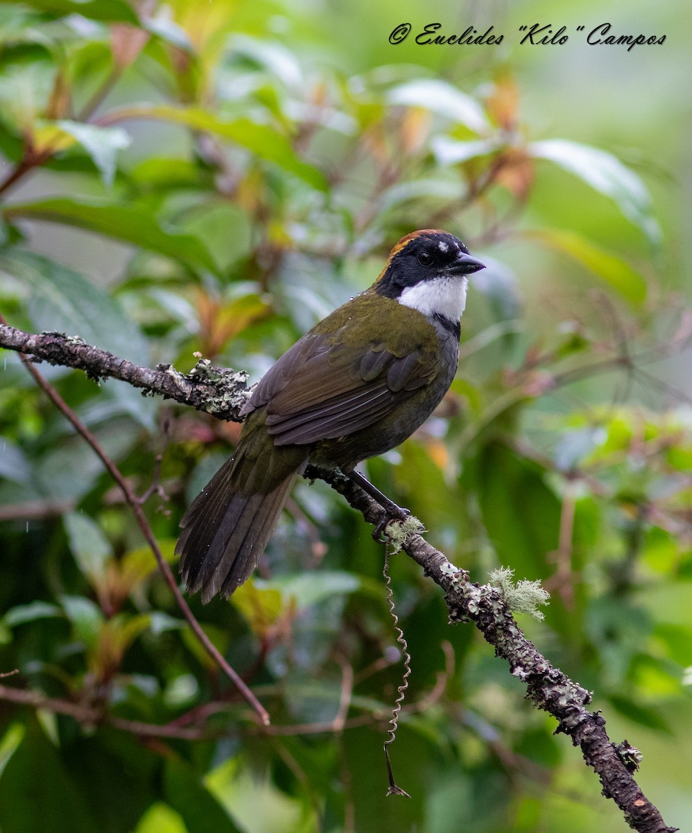 Chestnut-capped Brushfinch - ML620976804