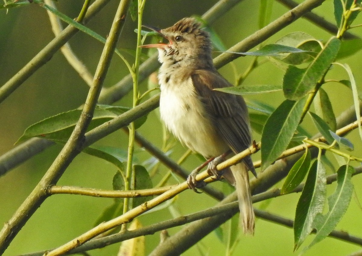 Great Reed Warbler - ML620976809