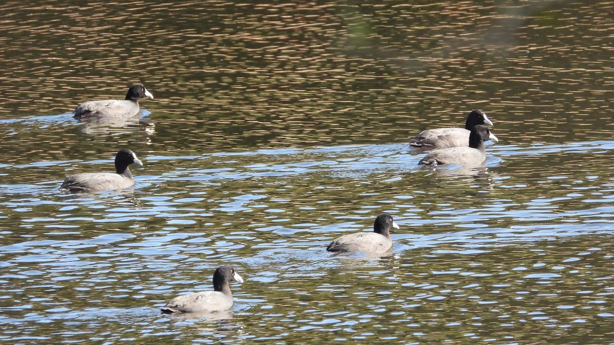 Eurasian Coot - ML620976811