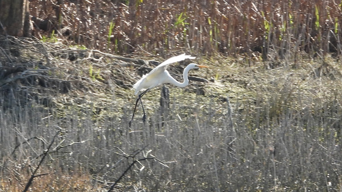 Great Egret - ML620976814