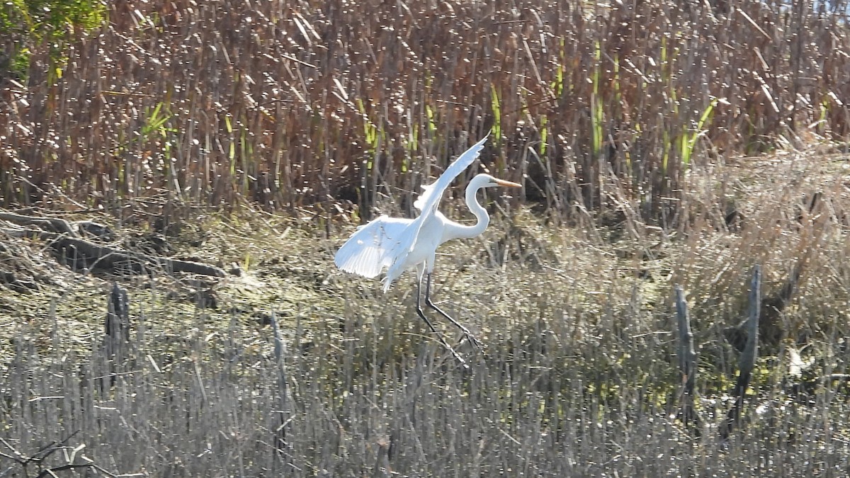 Great Egret - ML620976815