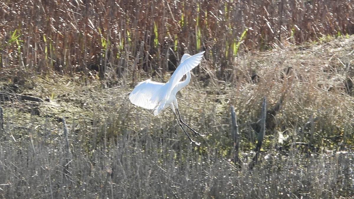 Great Egret - ML620976816