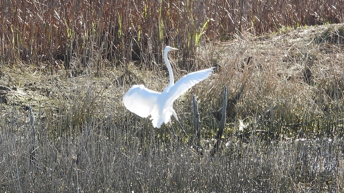 Great Egret - ML620976817