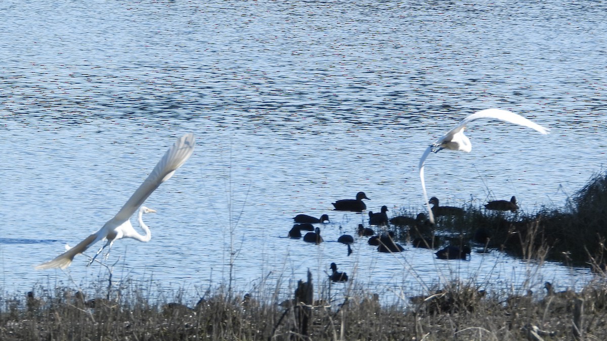 Great Egret - ML620976818