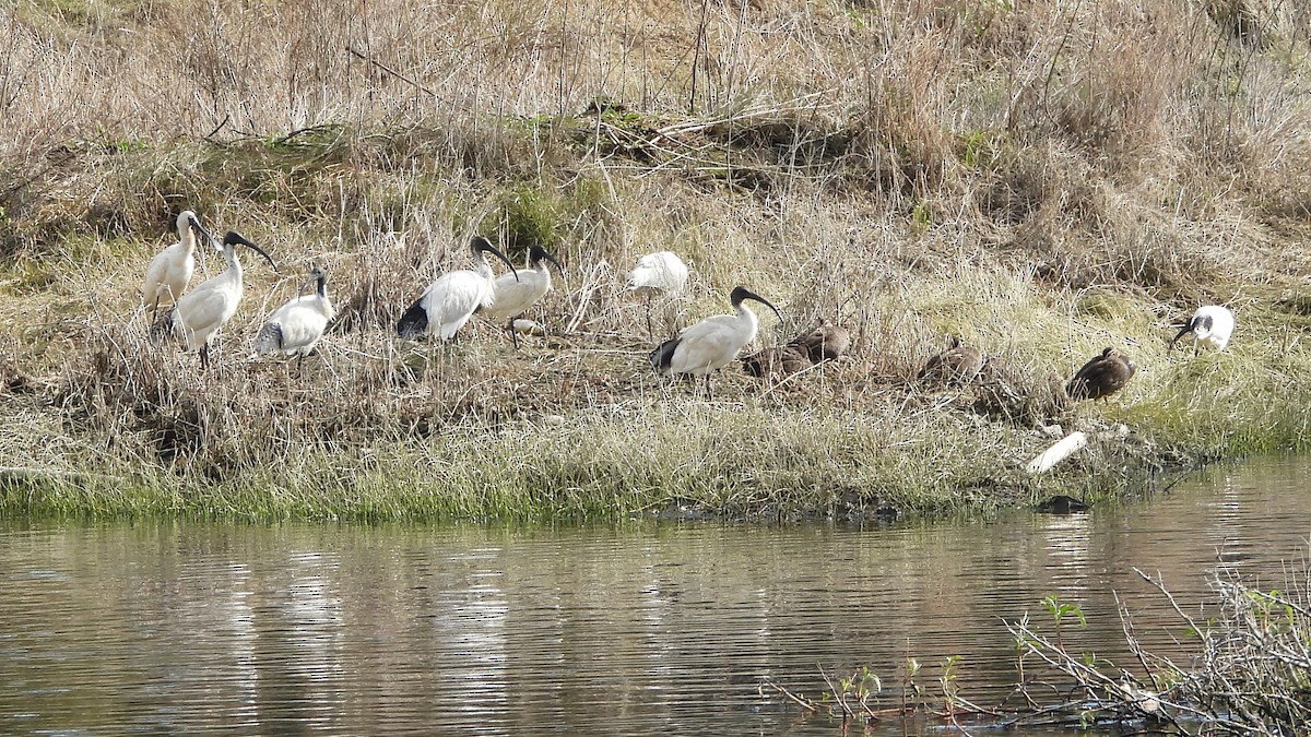 Ibis à cou noir - ML620976819