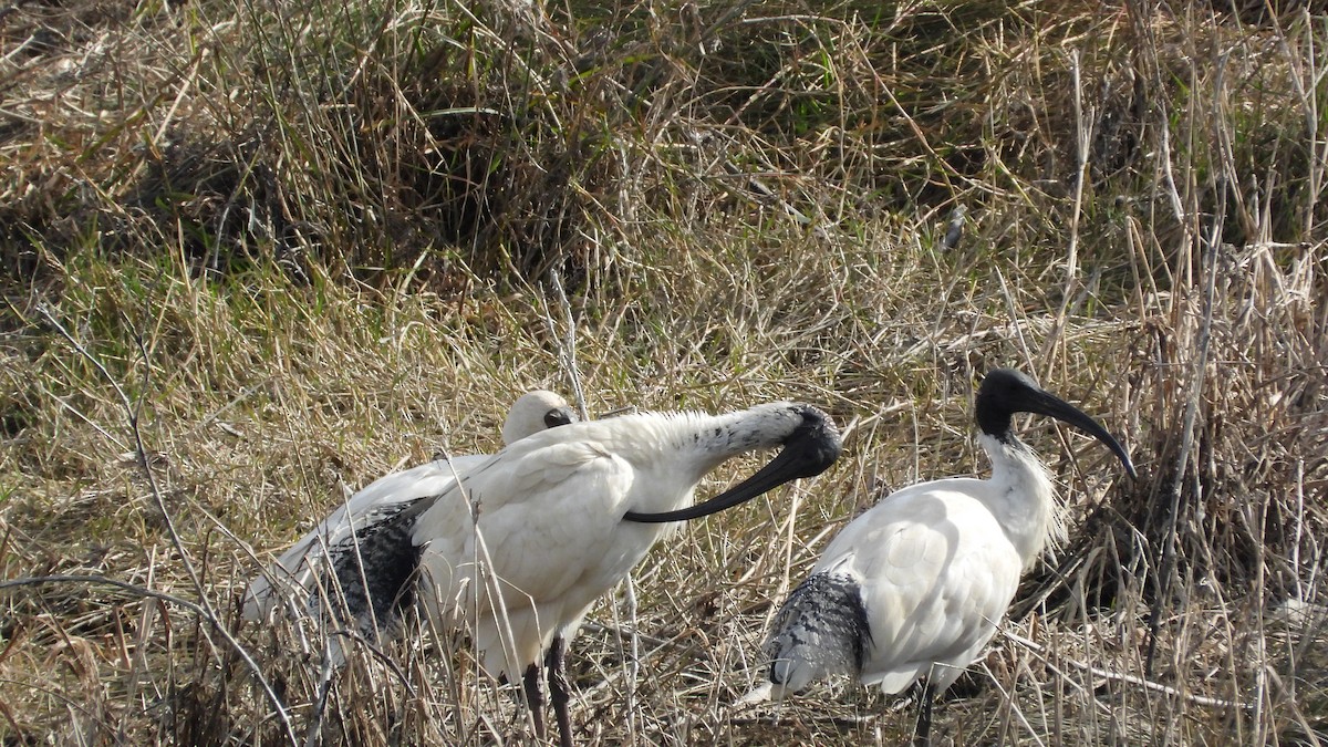 Ibis à cou noir - ML620976820