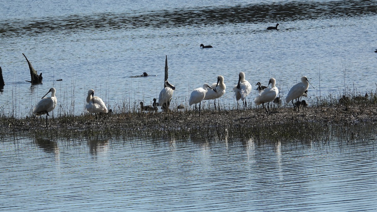 Espátula Real - ML620976825