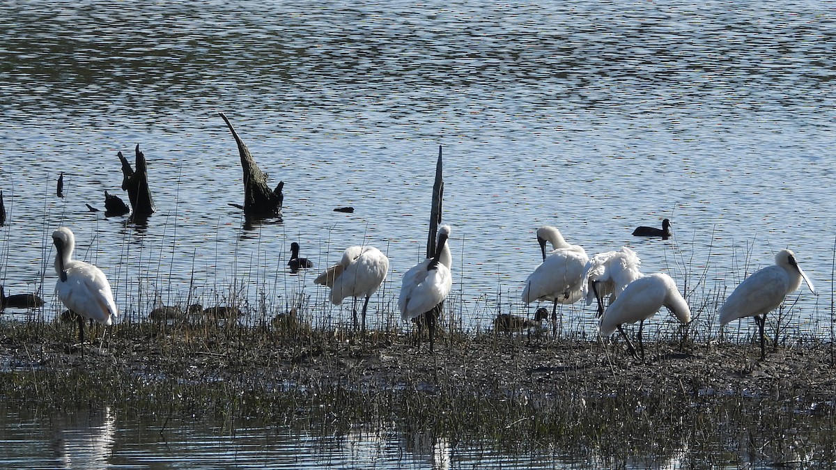 Royal Spoonbill - ML620976826