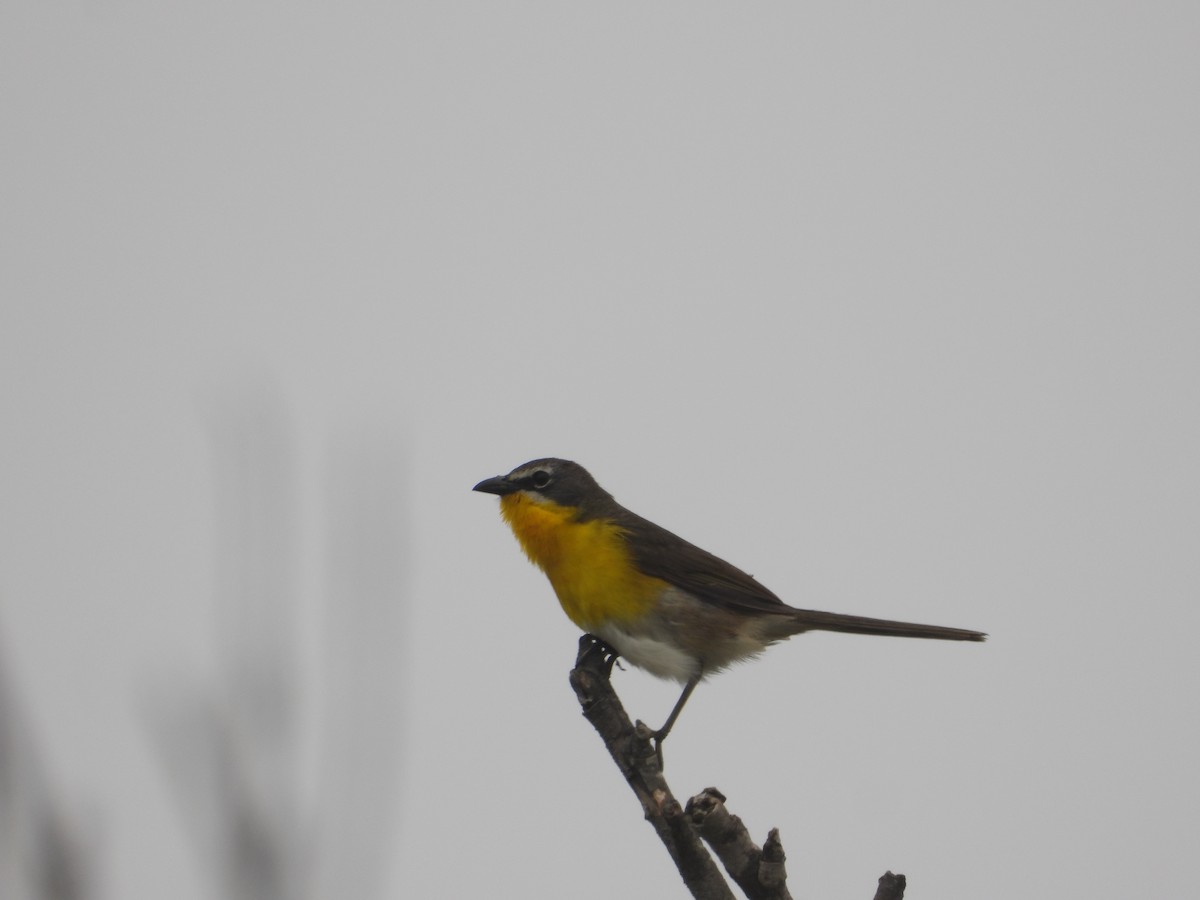 Yellow-breasted Chat - ML620976831
