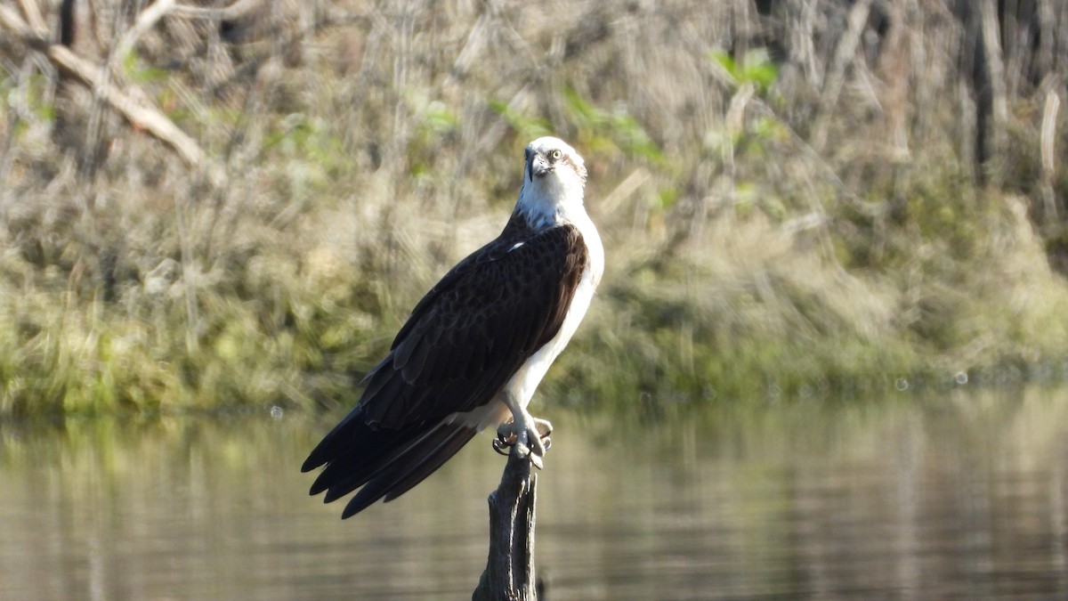 Balbuzard pêcheur - ML620976833