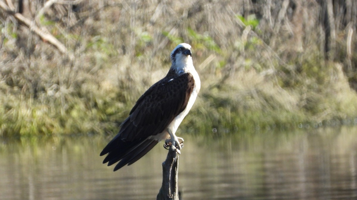 Balbuzard pêcheur - ML620976834