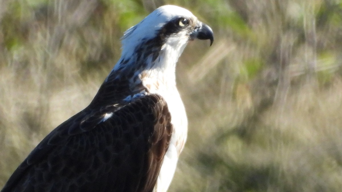 Balbuzard pêcheur - ML620976837