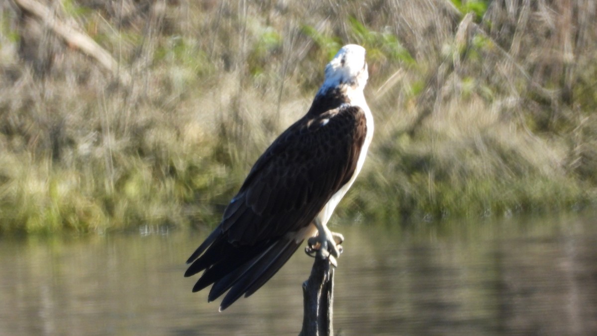 Águila Pescadora - ML620976842