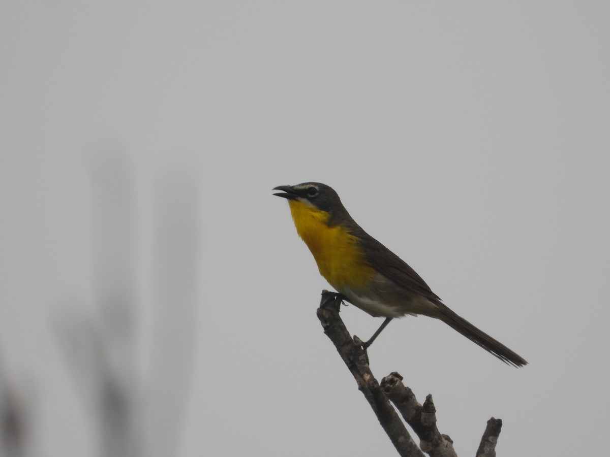 Yellow-breasted Chat - ML620976843