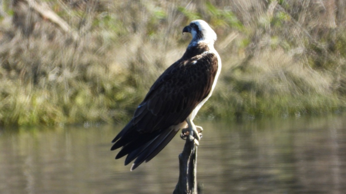 Balbuzard pêcheur - ML620976844