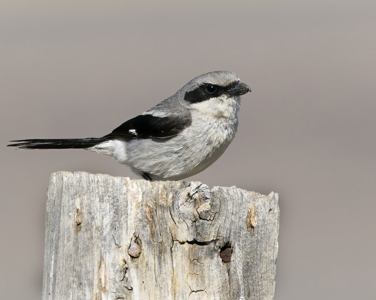 Loggerhead Shrike - ML620976847