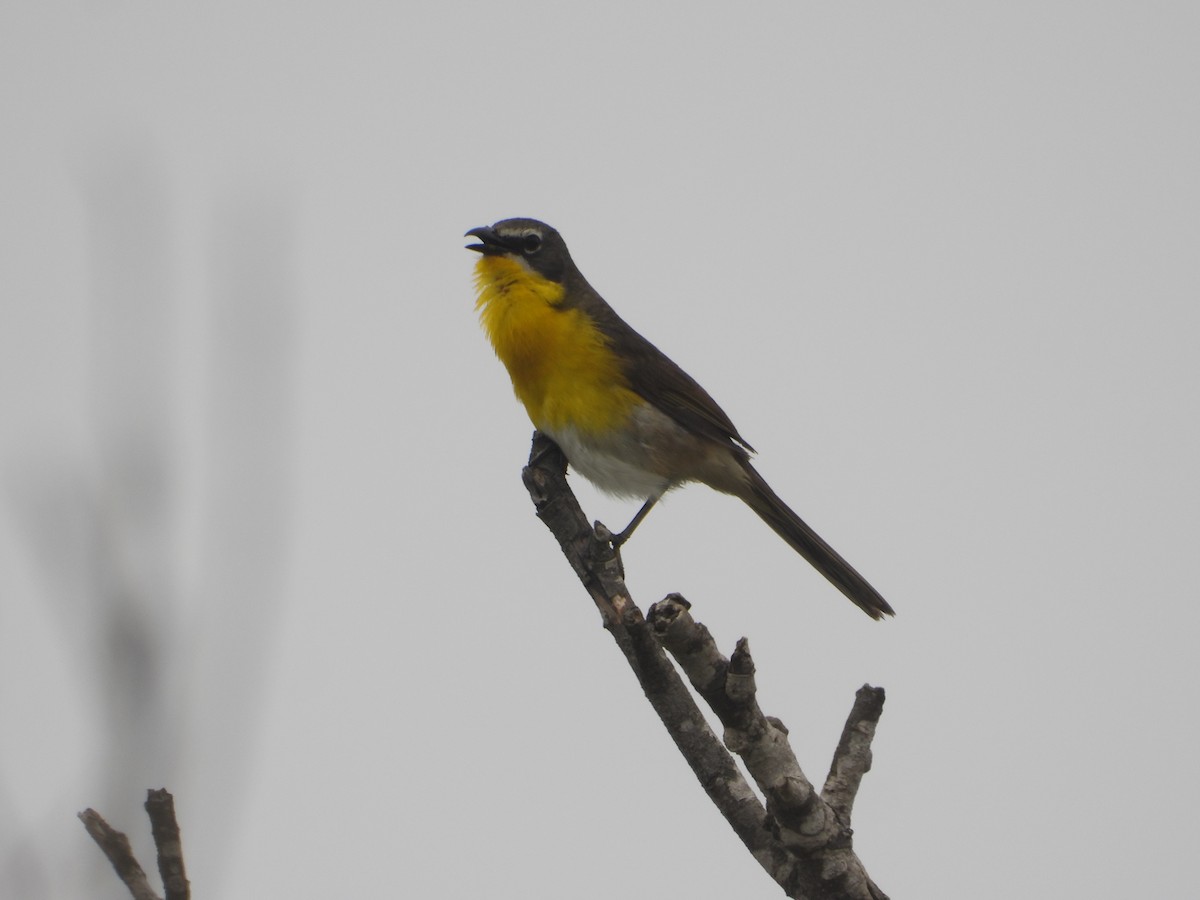 Yellow-breasted Chat - ML620976848