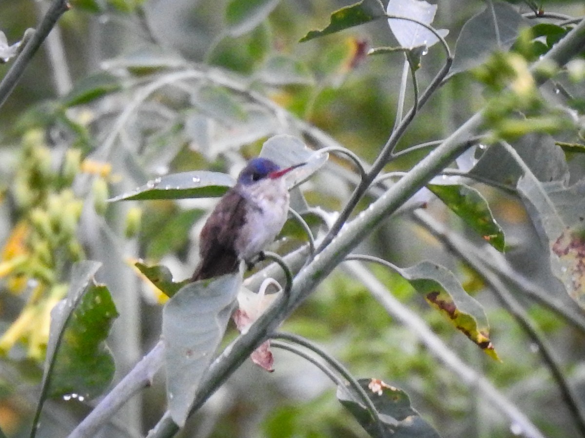 Violet-crowned Hummingbird - ML620976849